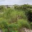 在Compostela, Cebu出售的 土地, Compostela
