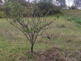  Land for sale in Ricaurte, Cuenca, Ricaurte