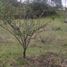  Land for sale in Ricaurte, Azuay, Ricaurte