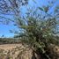  Land for sale in Yautepec, Morelos, Yautepec