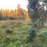  Land for sale in Nuble, Pemuco, Diguillin, Nuble