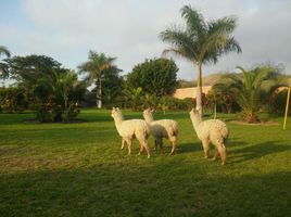  Grundstück zu verkaufen in Mala, Lima, Mala