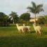  Land for sale in Mala, Lima, Mala