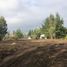  Terreno (Parcela) en venta en Araucanía, Freire, Cautín, Araucanía