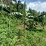  Land for sale in Balamban, Central Visayas, Balamban