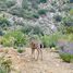  Land for sale in Arteaga, Coahuila, Arteaga