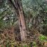  Land for sale in Zapotitlan, Puebla, Zapotitlan