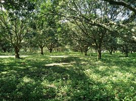  Grundstück zu verkaufen in Negros Oriental, Negros Island Region, Amlan, Negros Oriental