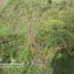  Land for sale in San Vicente, Antioquia, San Vicente