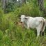  Land for sale in Santo Domingo De Los Colorados, Santo Domingo De Los Tsachilas, Santo Domingo De Los Colorados, Santo Domingo, Santo Domingo De Los Tsachilas