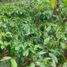  Land for sale in Kadungora, West Jawa, Kadungora, Garut