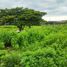  Land for sale in Samborondon, Guayas, Samborondon, Samborondon