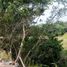  Terreno (Parcela) en alquiler en Veracruz, Veracruz, Veracruz, Veracruz