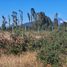  Terreno (Parcela) en venta en Chile, Villarrica, Cautín, Araucanía, Chile