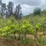  Land for sale in Chile, Casa Blanca, Valparaiso, Valparaiso, Chile