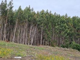  토지을(를) Ancud, 칠로에서 판매합니다., Ancud