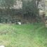  Land for sale in Conocoto, Pichincha, Conocoto