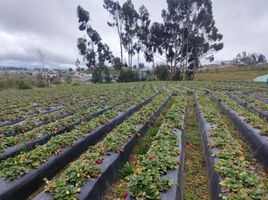  Land for sale in Santa Rosa, Ambato, Santa Rosa