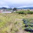  Land for sale in Santa Rosa, Ambato, Santa Rosa