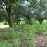  Land for sale in Aguilar, Ilocos, Aguilar