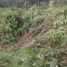  Terreno (Parcela) en alquiler en Madre de Dios, Inambari, Tambopata, Madre de Dios