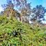  Land for sale in Envigado, Antioquia, Envigado