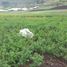  Land for sale in Pimampiro, Imbabura, Pimampiro, Pimampiro
