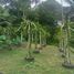  Land for sale in Samboan, Cebu, Samboan