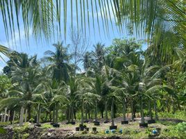  Land for sale in Samboan, Cebu, Samboan