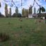 Terreno (Parcela) en venta en Araucanía, Temuco, Cautín, Araucanía