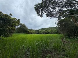  Land for sale in Loja, Malacatos Valladolid, Loja, Loja