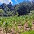  Land for sale in Mineral Del Chico, Hidalgo, Mineral Del Chico