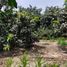  Terreno (Parcela) en venta en Huaral, Lima, Huaral, Huaral