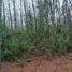  Land for sale in Chile, Villarrica, Cautin, Araucania, Chile