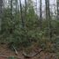  Land for sale in Chile, Villarrica, Cautin, Araucania, Chile