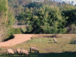  Land for sale in Cardenal Caro, Libertador General Bernardo Ohiggins, Navidad, Cardenal Caro