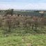  Land for sale in Penjamo, Guanajuato, Penjamo