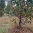  Land for sale in Chile, Pumanque, Colchagua, Libertador General Bernardo Ohiggins, Chile