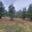  Land for sale in Chile, Pumanque, Colchagua, Libertador General Bernardo Ohiggins, Chile