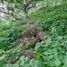  Land for sale in Poncitlan, Jalisco, Poncitlan