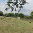  Land for sale in Palmira, Valle Del Cauca, Palmira