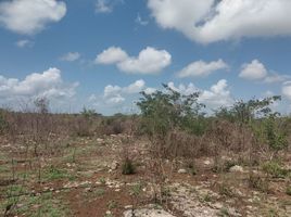  Grundstück zu verkaufen in Sinanche, Yucatan, Sinanche