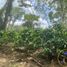  Terreno (Parcela) en venta en Xico, Veracruz, Xico