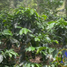  Terreno (Parcela) en venta en Xico, Veracruz, Xico