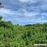  Land for sale in Panglao, Bohol, Panglao