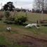  Land for sale in Chile, Villarrica, Cautin, Araucania, Chile