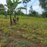  Land for sale in Kintamani, Bangli, Kintamani