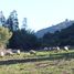  Land for sale in Cardenal Caro, Libertador General Bernardo Ohiggins, Navidad, Cardenal Caro