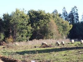  Land for sale in Cardenal Caro, Libertador General Bernardo Ohiggins, Navidad, Cardenal Caro