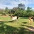  Land for sale in Zapatero, San Martin, Zapatero, Lamas, San Martin